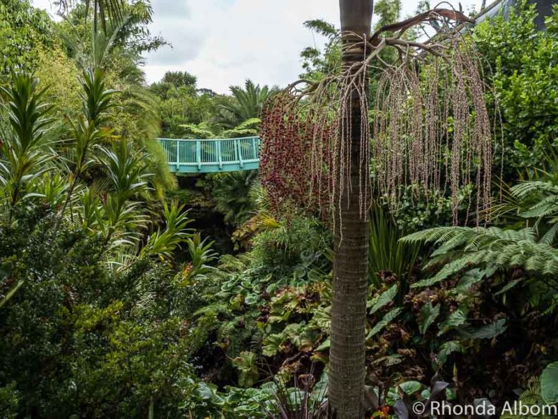 10 Surprising Things to Do in Hamilton NZ - Our Guide to Fun 5 Tropical Garden, Hamilton Gardens, New Zealand