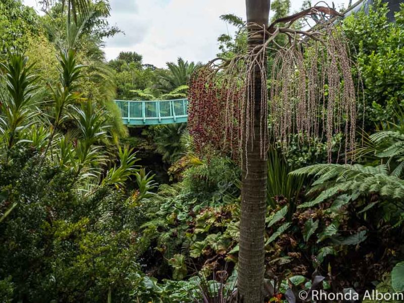 Tropical Garden, Hamilton Gardens, New Zealand