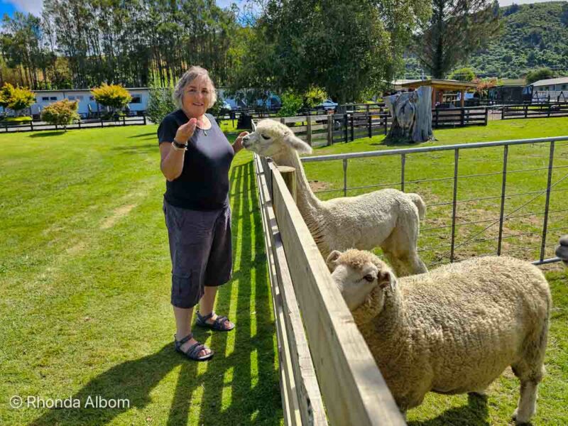 Hideaway of Rotorua , Rhonda Albom feeding alpaca