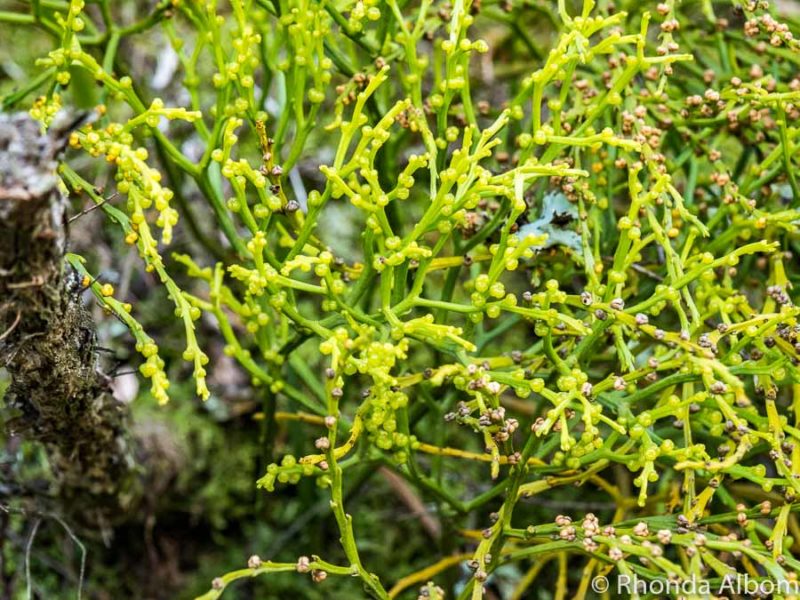 Waimangu Volcanic Valley: World's Youngest Geothermal System 8 Psilotum Nudum in Rotorua New Zealand