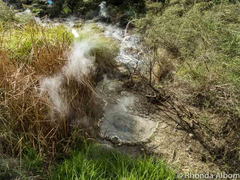 Waimangu Volcanic Valley: World's Youngest Geothermal System 12 Clam Shell Spring at Waimangu Volcanic Valley, Rotorua New Zealand