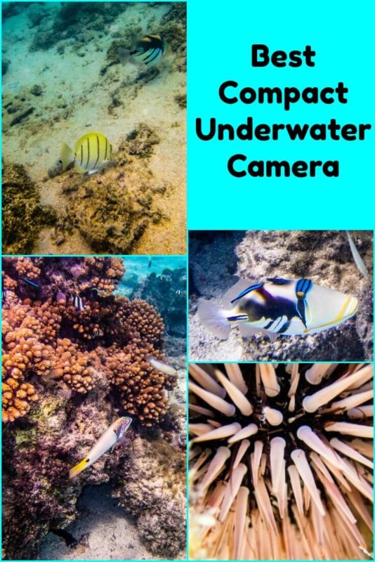 Rarotonga Snorkelling Captured on the Olympus TG-6 22 Photos from our recommended compact underwater camera