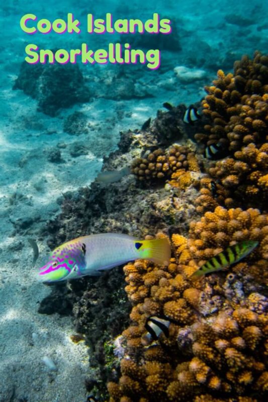Rarotonga Snorkelling Captured on the Olympus TG-6 24 Cook Island Snorkelling captured in underwater photography