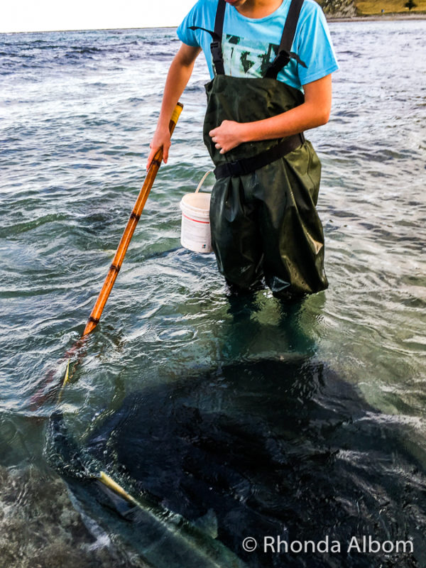 Enjoy Gisborne low tide by handfeeding stingrays with Dive Tatapouri.