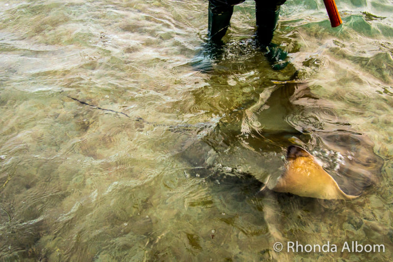 A tour with Dive Tatapouri for some stingray feeding, Gisborne New Zealand.