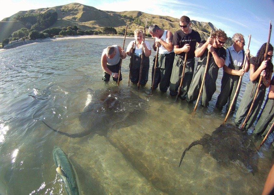 Dive Tatapouri Reef Ecology Tour in Gisborne New Zealand