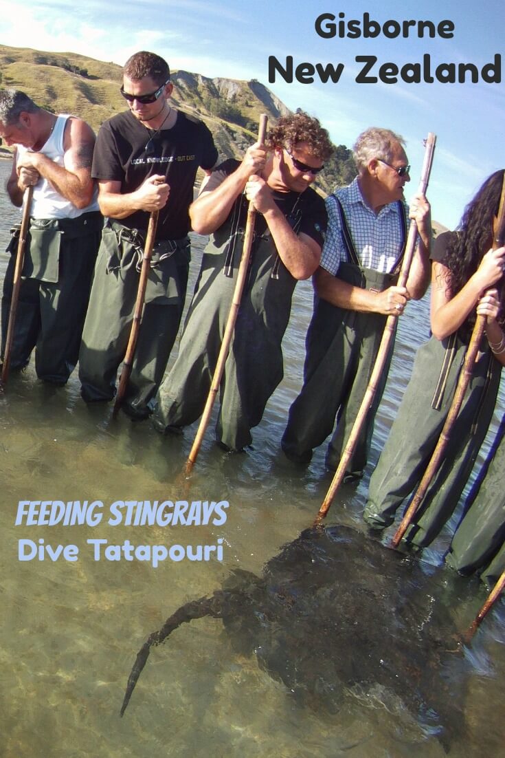 Handfeeding stingray with Dive Tatapouri in New Zealand is one of the coolest things we have ever done. #travel #NewZealand #Gisborne #EastCape #stingray #marinelife