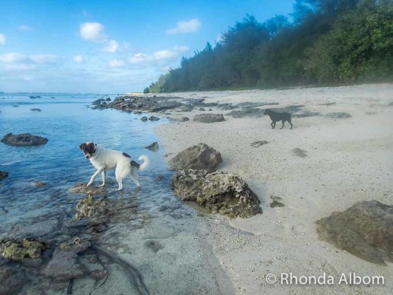 Dog roam free on the white sand beach at Black Rock in Rarotonga, Cook Islands