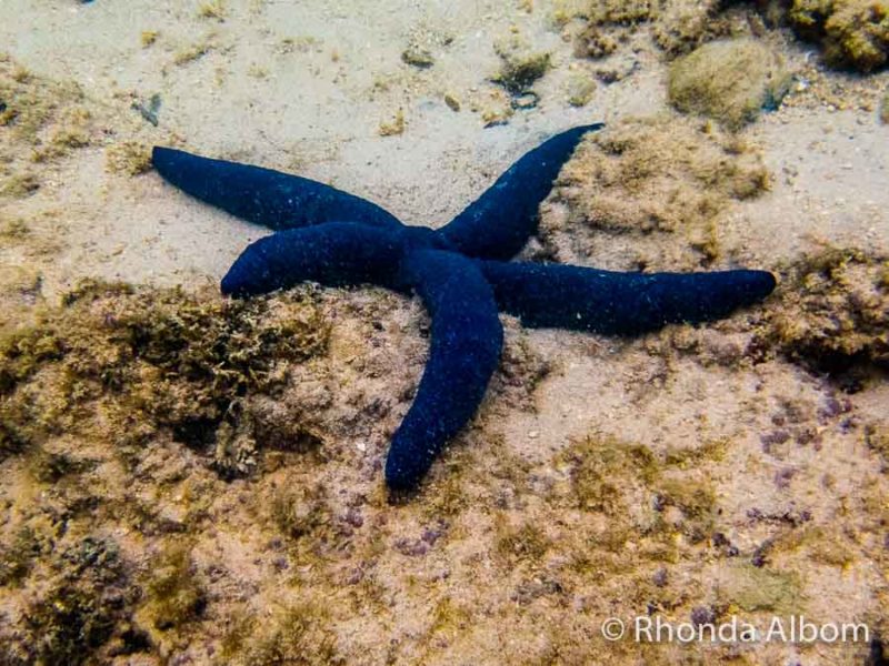 Rarotonga Snorkelling Captured on the Olympus TG-6 6 Blue sea star captured on an underwater compact camera while snorkelling Rarotonga