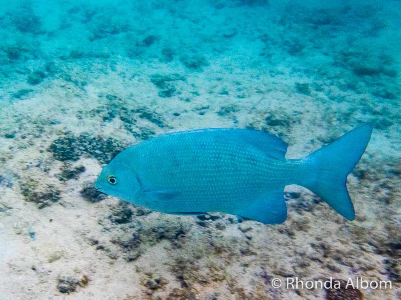 Rarotonga Snorkelling Captured on the Olympus TG-6 4 Blue fish captured on my underwater compact camera