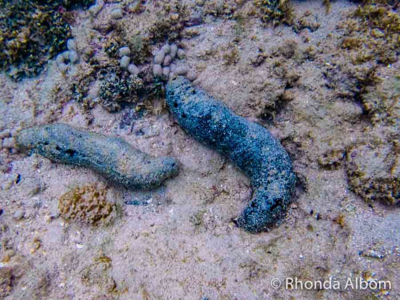 Rarotonga Snorkelling Captured on the Olympus TG-6 8 Blue sea slugs shot on an underwater compact camera and seen while snorkelling Rarotonga in the Cook Islands