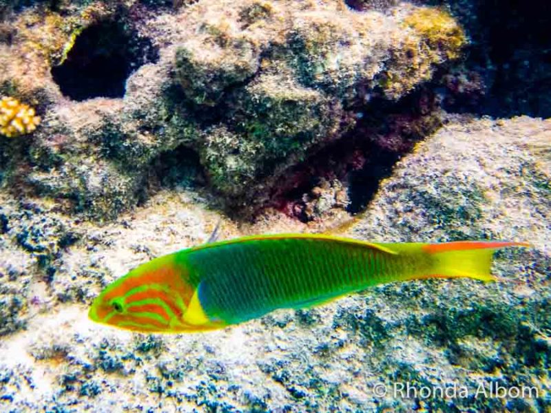Rarotonga Snorkelling Captured on the Olympus TG-6 7 Colourful green and yellow fish shot on an underwater compact camera