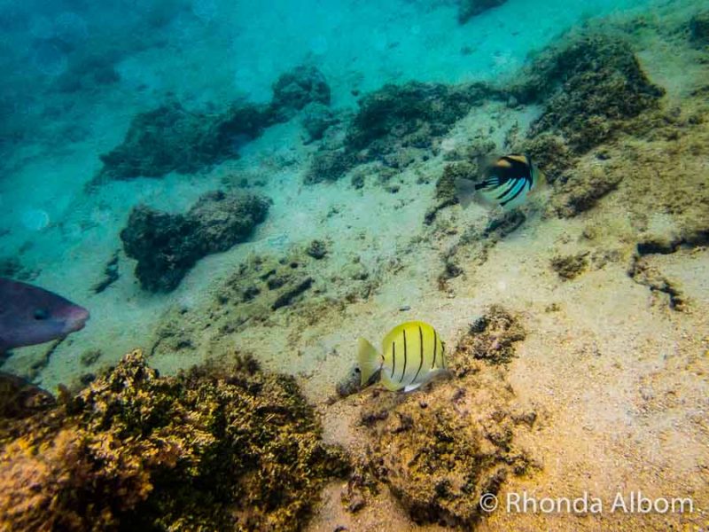 Rarotonga Snorkelling Captured on the Olympus TG-6 10 Snorkelling at Titikaveka Beach and captured on an underwater compact camera