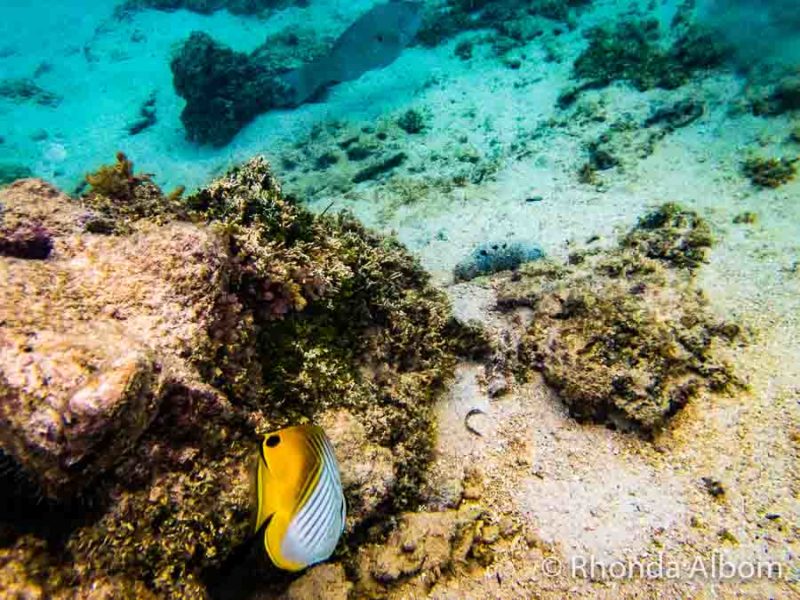 Rarotonga Travel Guide: What You Need to Know Before You Visit 4 Snorkelling off a Rarotanga Beach in the Cook Islands