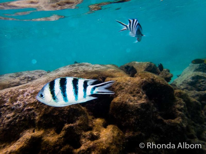 Snorkelling at Titikaveka Beach in the Cook Islands