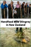 Hand feeding wild stingray with Dive Tatapouri in New Zealand is one of the coolest things we have ever done.