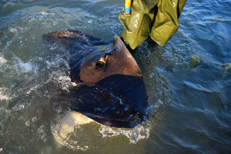 Dive Tatapouri: Wild Stingray Feeding, Gisborne New Zealand 4 Dive Tatapouri stingray feeding in Gisborne New Zealand