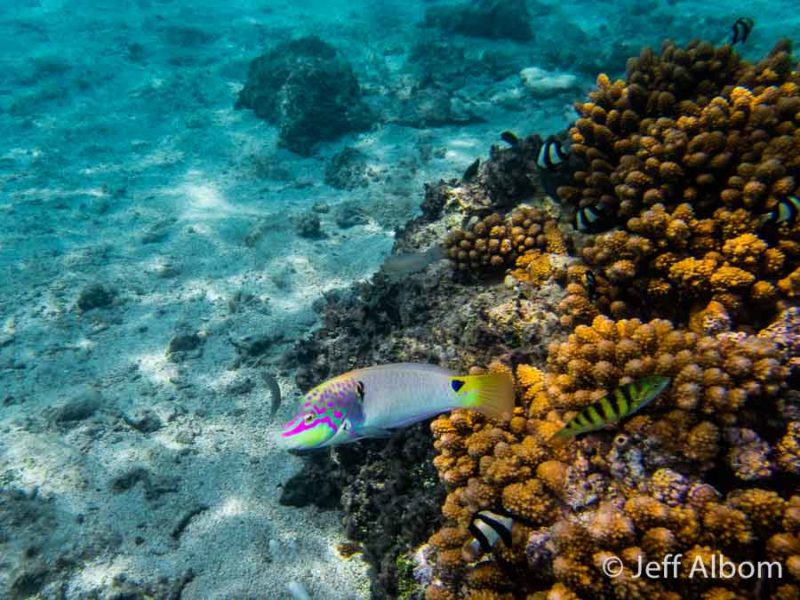 Snorkelling near the Rarotongan, Rarotonga, Cook Islands
