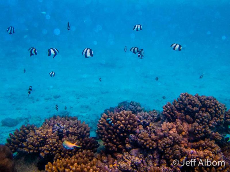 Rarotonga Snorkelling Captured on the Olympus TG-6 5 Lots of fish spotted when snorkelling near the Rarotongan, Rarotonga, Cook Islands