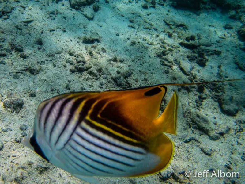 Rarotonga Snorkelling Captured on the Olympus TG-6 14 Snorkelling near the Rarotongan, Rarotonga, Cook Islands