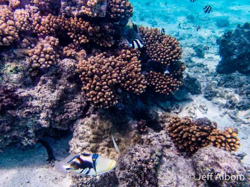 Rarotonga Snorkelling Captured on the Olympus TG-6 16 Snorkelling near the Rarotongan, Rarotonga, Cook Islands