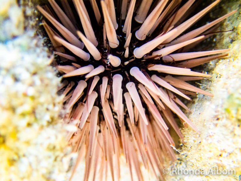 Rarotonga Snorkelling Captured on the Olympus TG-6 12 A close-up view of a sea urchin in the coral captured on the Olympus TG-5, an underwater compact camera