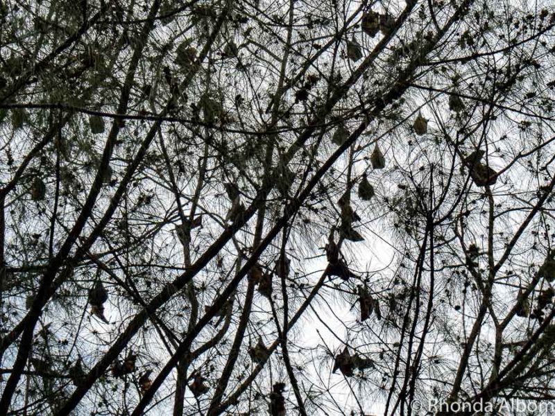 Bat roost in American Samoa