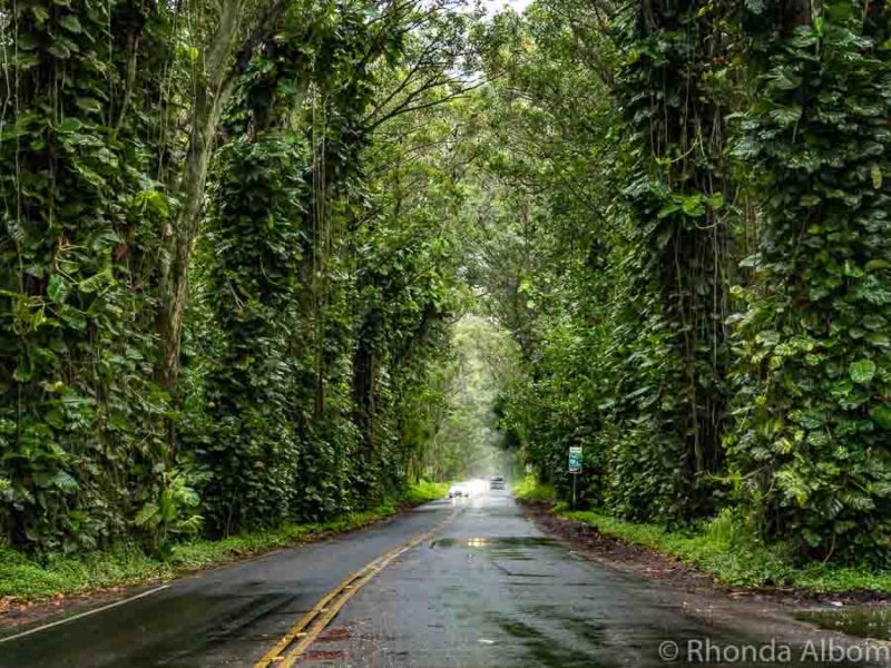 Tunnel of trees in Koloa on Kauai, Hawaii