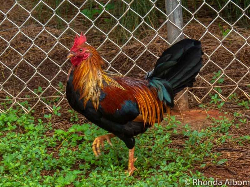 Rooster seen near the spouting horn