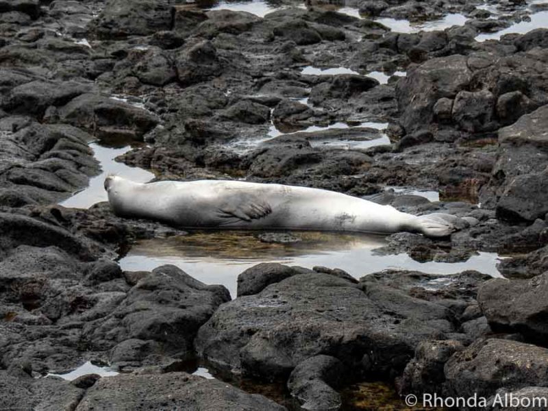 Monk seal in Hawaii