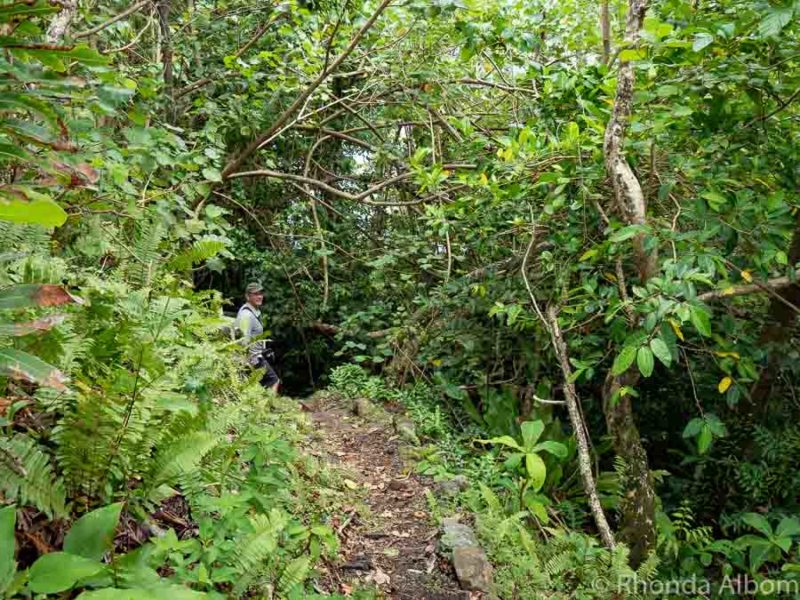 Steep hiking trail in the National Park of American Samoa