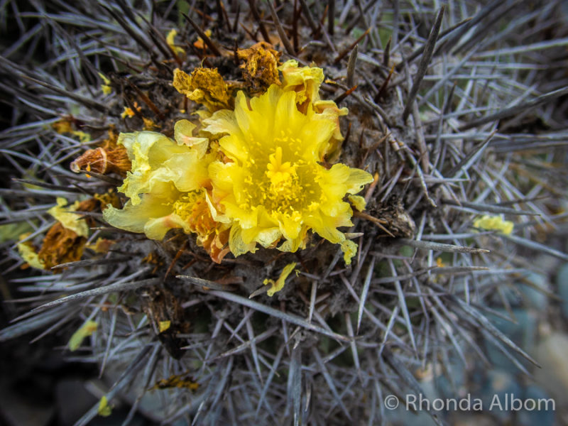 Cactus flower on Isla Damas in Chile