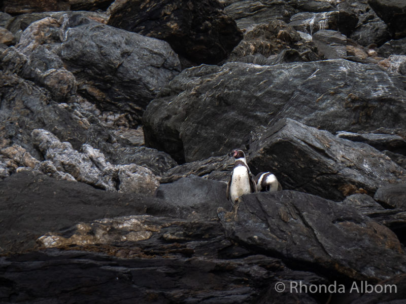 Our South America Itinerary: Highlights of Argentina, Chile and Uruguay 14 Humboldt Penguins on Isla Choros near Isla Damas