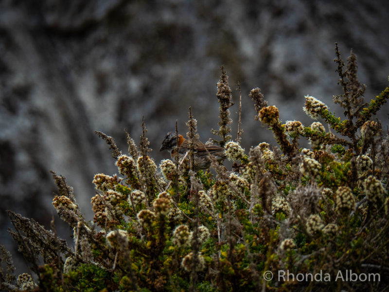 Flora on Isla Damas, part of the Humboldt Penguin National Reserve of Chile