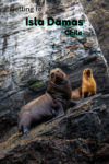 Sealions on Isla Choros Chile in the Humboldt Penguin National Reserve