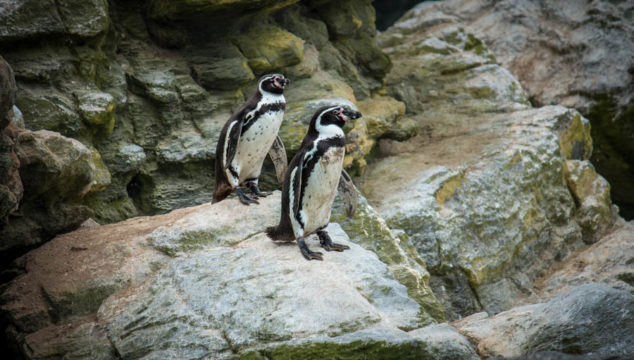Getting to Isla Damas – Seeing Penguins in Chile