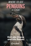 Penguin on Isla Damas, Chile