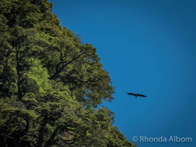 Cruce Andino Review: Andean Crossing from Bariloche to Puerto Varas 5 Condor soaring over Lago Frias in Argentina on Cruce Andino
