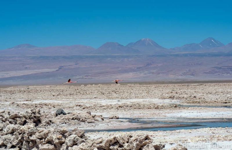 17 Things to Do in San Pedro de Atacama Desert 6 Flamingos flying over the salt flats at Laguna Chaxa, in Atacama Desert, Chile