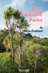 Tall trees in Shakespear Park, one of the many regional parks in Auckland New Zealand