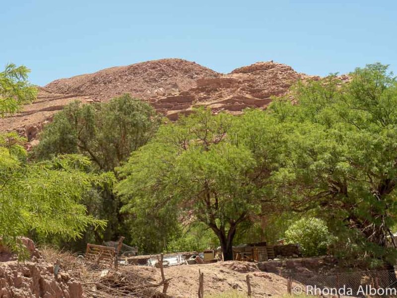 17 Things to Do in San Pedro de Atacama Desert 10 Looking up at Pukara de Quitor in the Atacama Desert in Chile