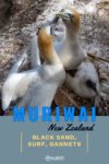 A closeup view of nesting gannets at Muriwai Beach Auckland New Zealand