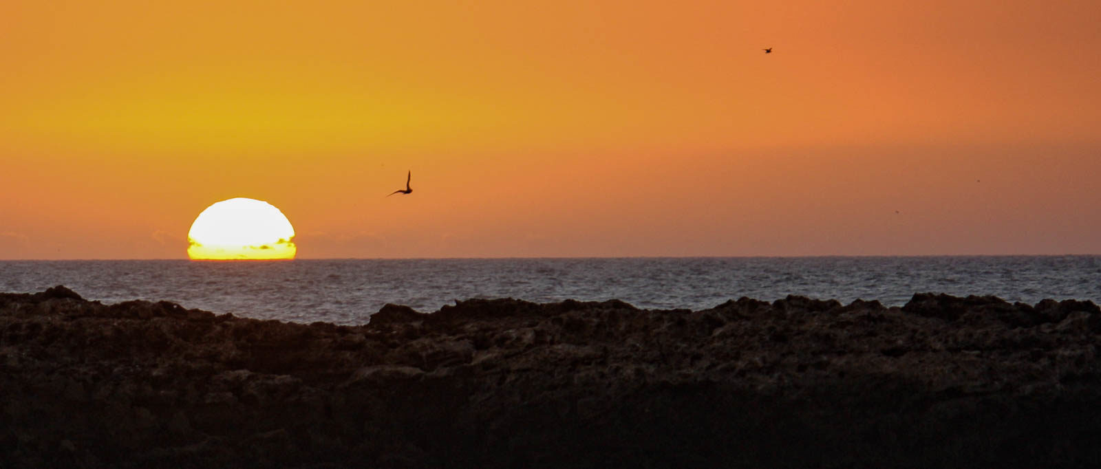 Albom Adventures Banner