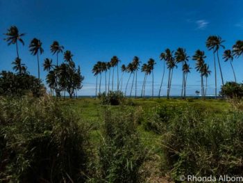 Palm trees line the coast on Tahiti Island in French Polynesia