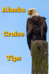 Cruising in Alaska is a once in a lifetime experience filled with rugged wilderness, glaciers, wildlife (like this bald eagle), stunning colors and so much more. Here you will find a few tips to make your cruise even better.