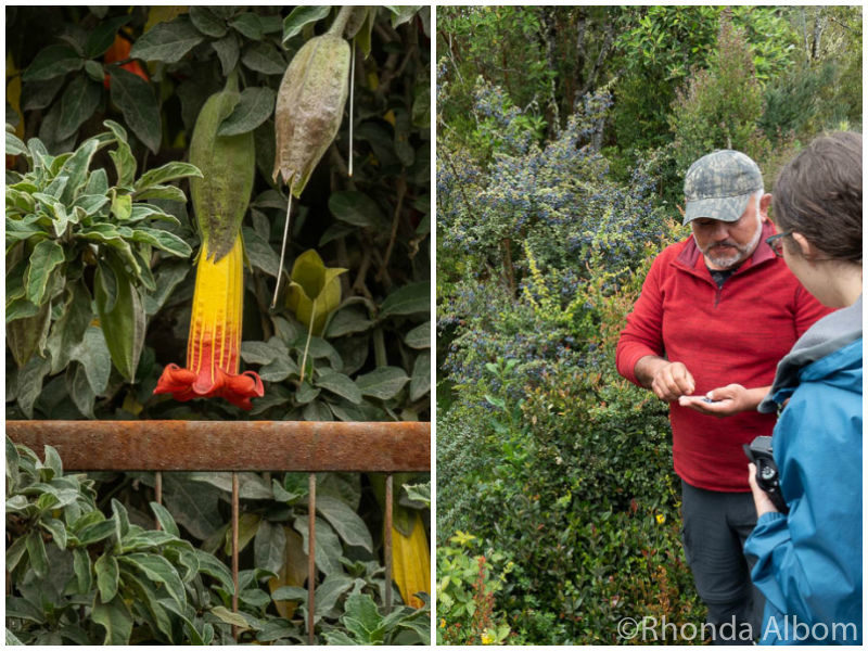 Floripondio and edible Calafate berries spotted along the road.