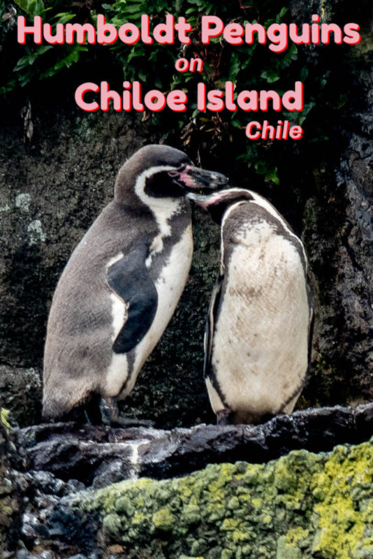 Magellanic and Humboldt penguins can be seen off Puñihuil on the west coast of Chiloe Island, Chile. It's an interesting island also famous for stilted houses and wooden churches.