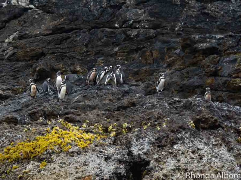 Magellanic and Humboldt penguins on Chiloe Island Chile