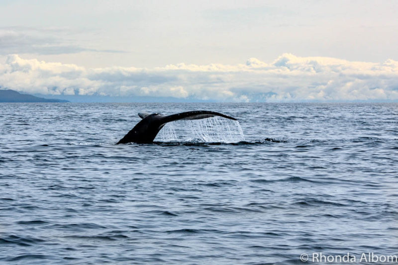 10 Essential Alaska Cruise Tips for an Amazing Journey 13 One of the highlights and best Alaska cruise tips is whale watching.