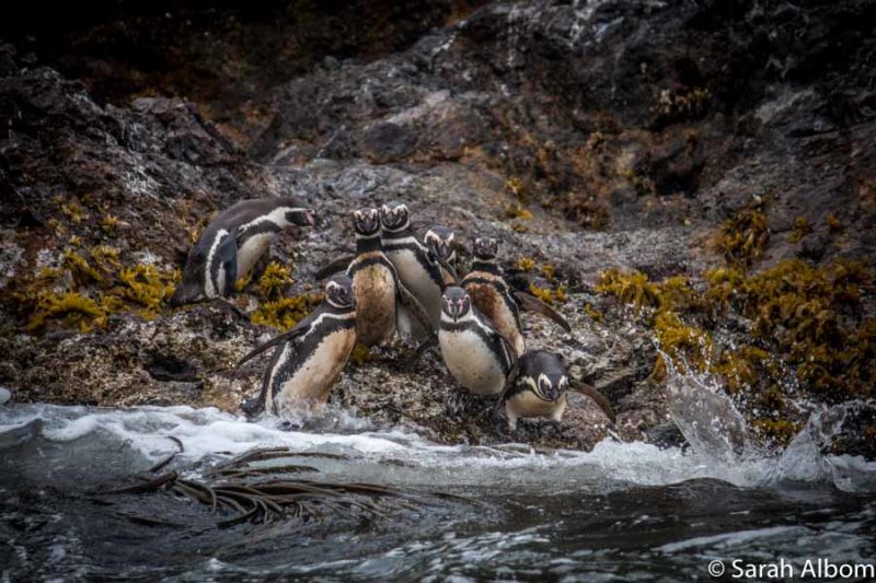 Magellanic and Humboldt penguins in Chile. photo by Sarah Albom